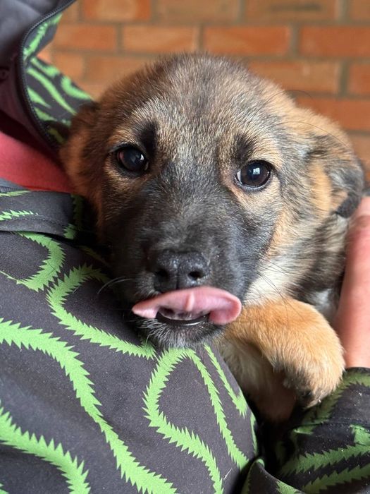 Нюша 3 месяца, очень нежная