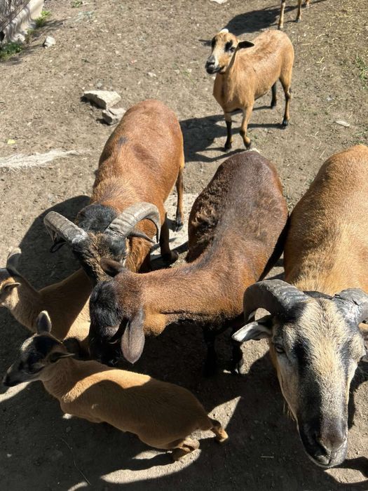 Камерунські вівці