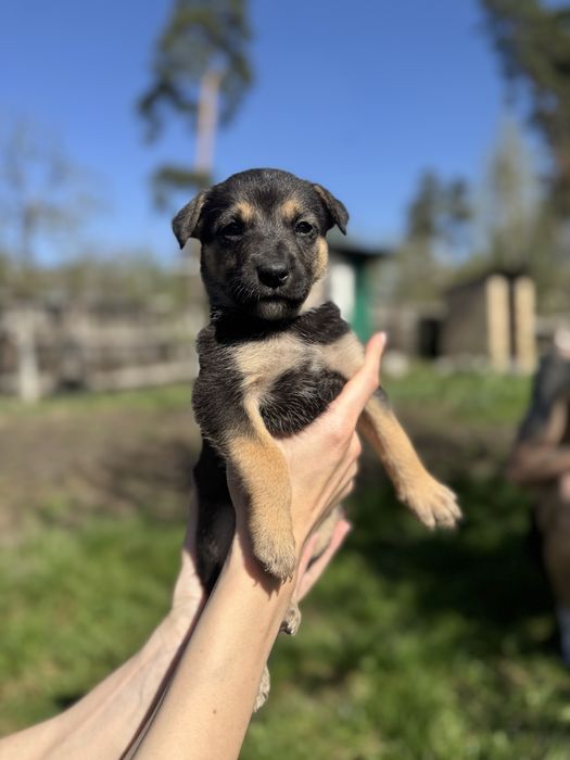 віддаємо цуценят!