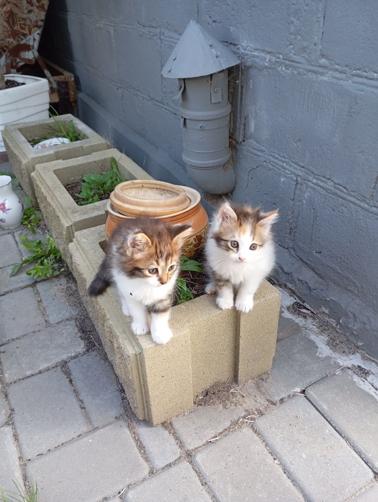 Котік и кошечка,трехцветки,ищут своих хозяев.
