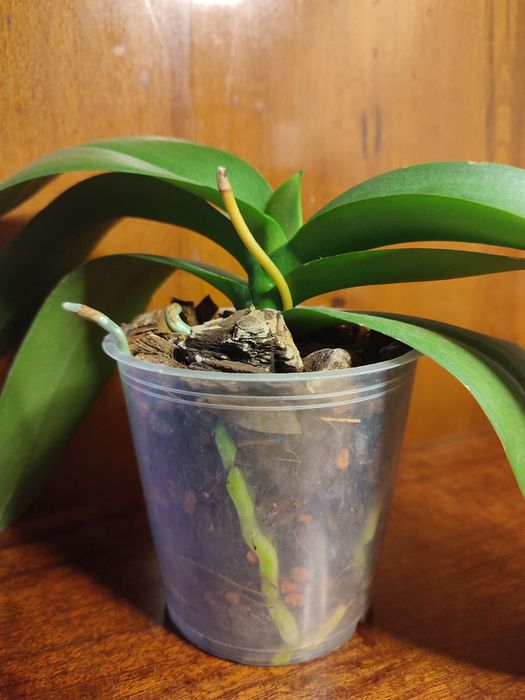 Орхидея Aalborg  домашняя.