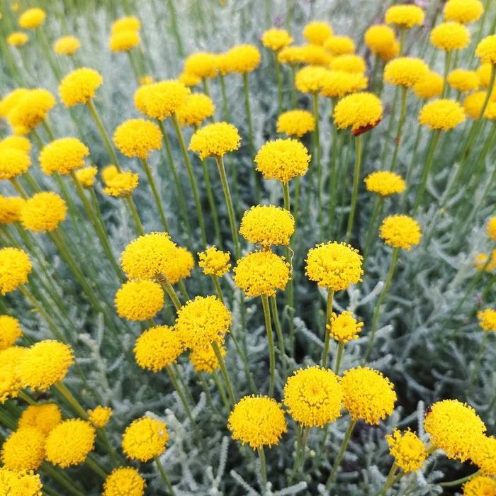 Сантоліна кіпарисовидна срібляста та зелена