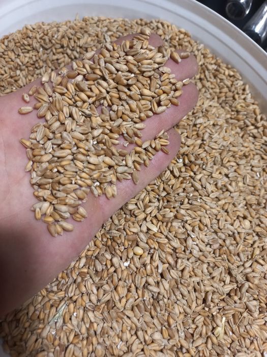 Продам тігровий горіх (Іспанія)  ТОПОВА ЯКІСТЬ