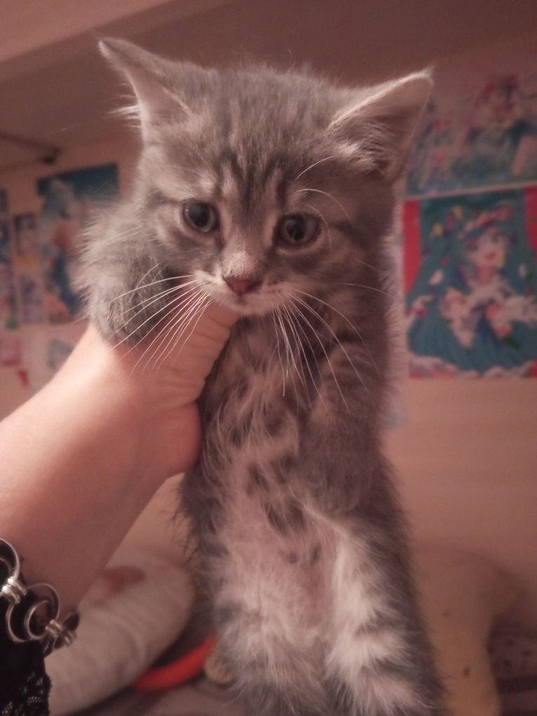Котенята в хороші руки