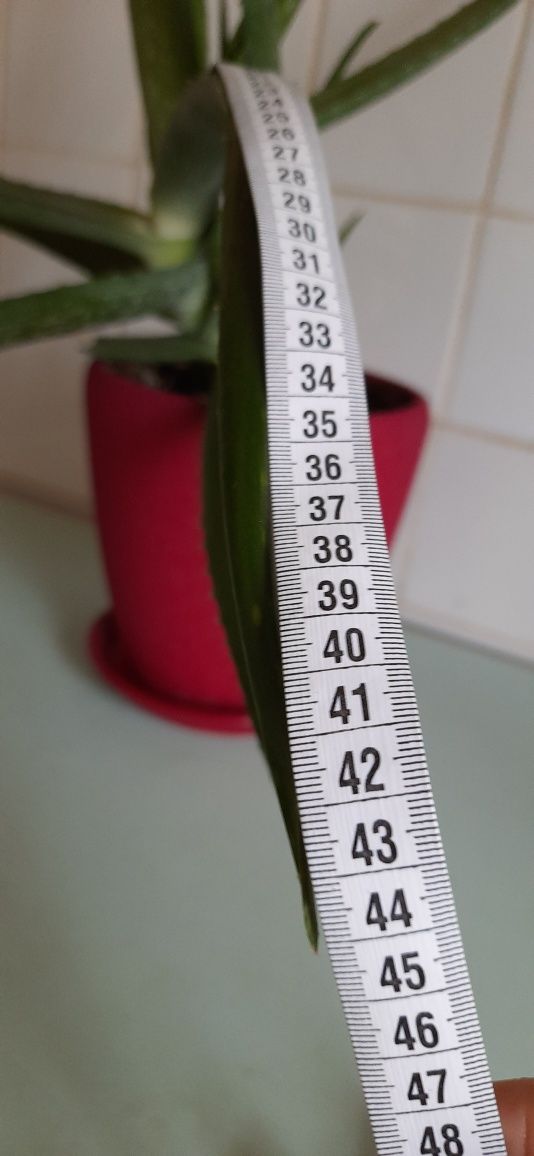 АЛОЕ ВЕРА лікувальний домашній, вазон ALOE VERA комнатный, квітка Алоє