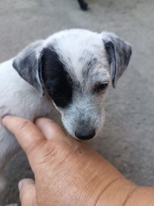Віддам в добрі руки маленького метиса драатхара