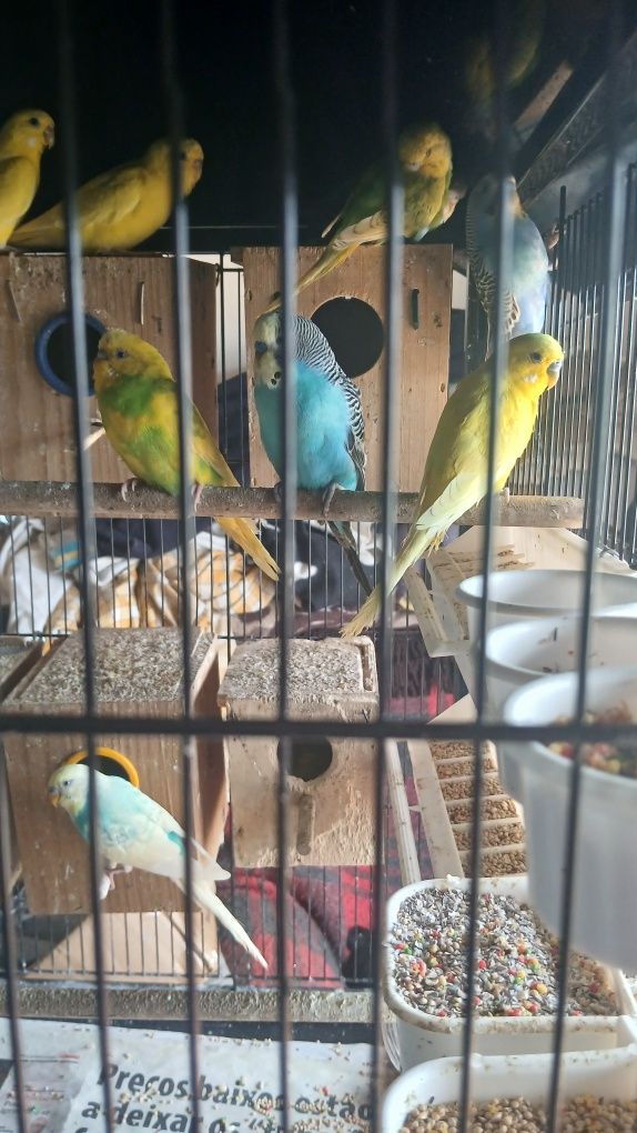 Vendo periquitos machos e fêmeas bons para acasalar