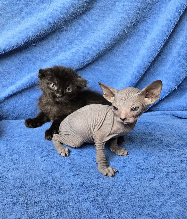 Кошенята сфінкс браш донський український левкой