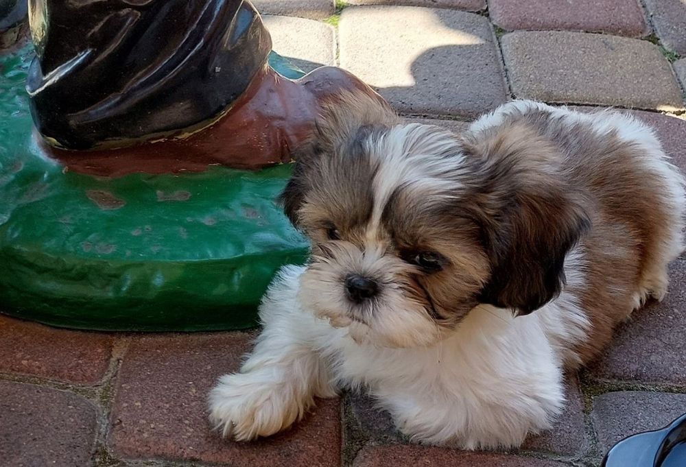 Shih-tzu z dokumentami