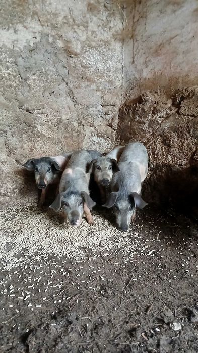 Porcos Bizarro cruzado Duroc e Porcos anões