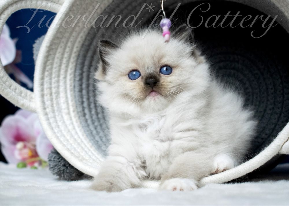 Kocurek seal mitted ragdoll FPL/FIFE