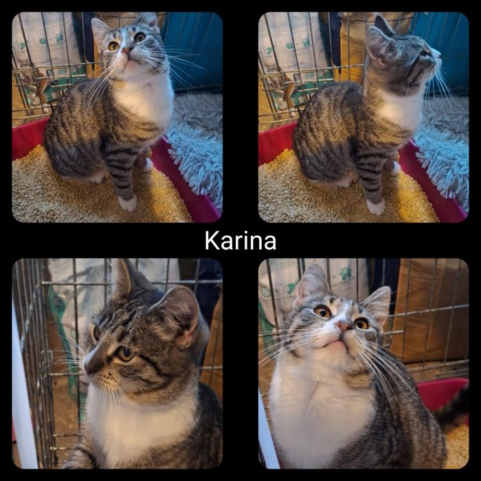 Kotki i kocurki do adopcji