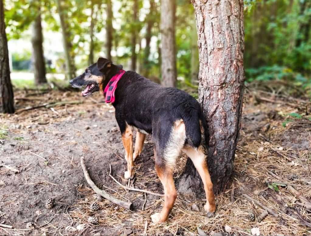 Aktywna, kochająca człowieka sunia szuka cudownego domu!!!