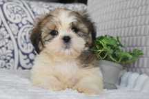Shihtzu lindo macho pequeno