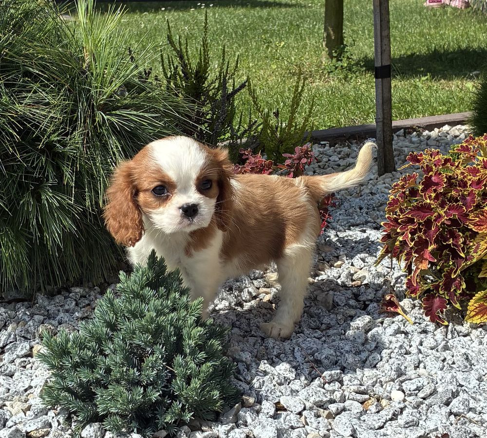 Cavalier King Charles Spaniel