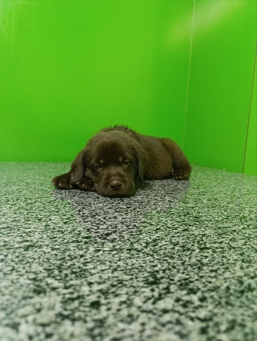 Щенки лабрадора ретривера