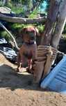 Uroczy chłopiec szuka domu - szczeniak Rhodesian Ridgeback