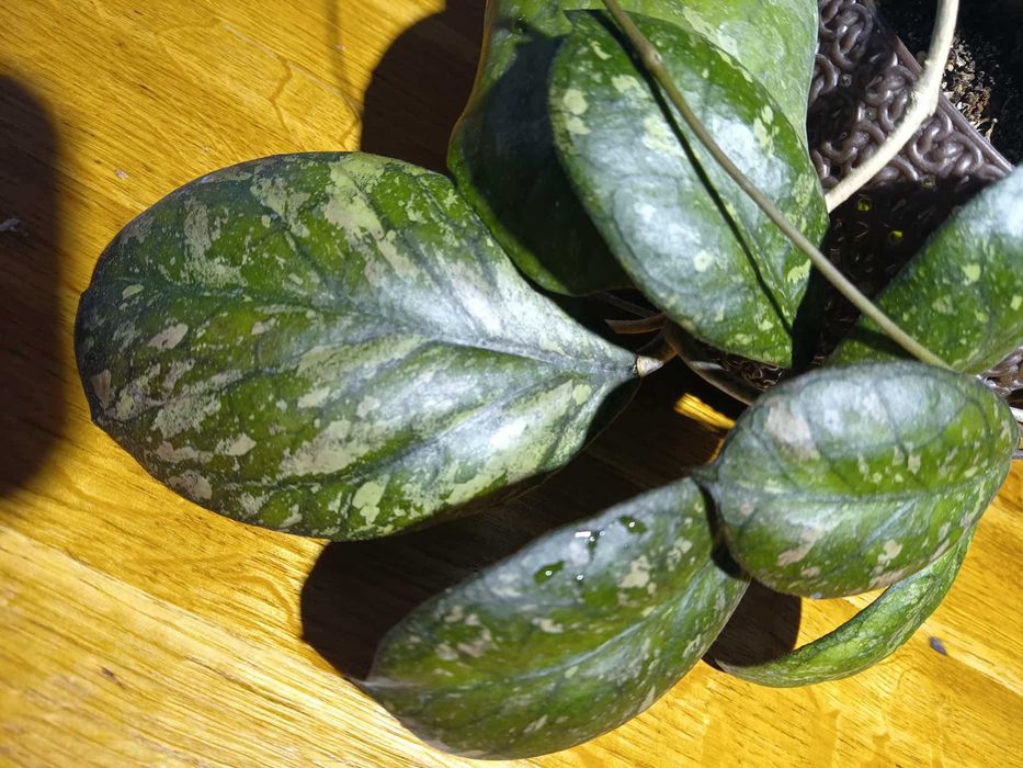 Хойя Hoya Larisa