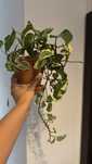 Epipremnum happy leaf z doniczką - roslina doniczkowa
