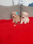 Westiepoo śliczny piesek z metryką