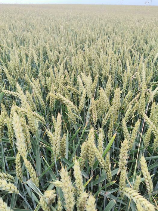 Пшениця Ржт Реформ. Ячмінь Себастьян. Горох