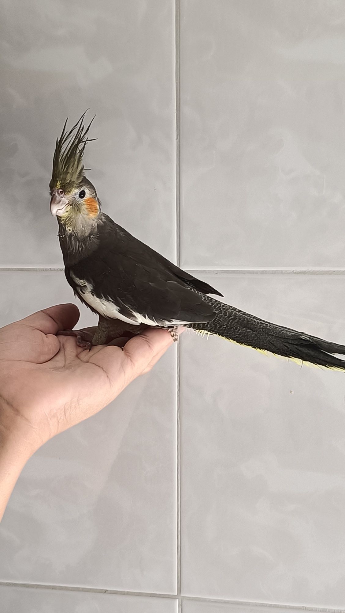 Caturras normais e criadas a mão