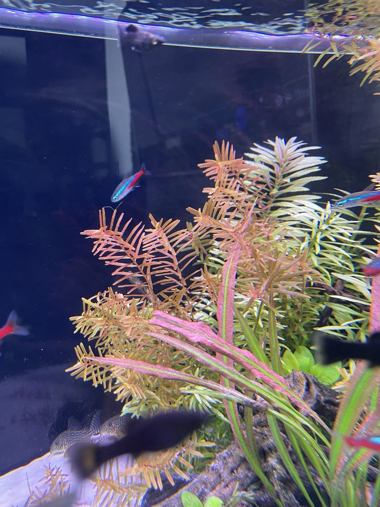 Rotala H'Ra sadzonki