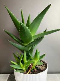 Aloes krókolistny sadzonka - tanio i szybko.