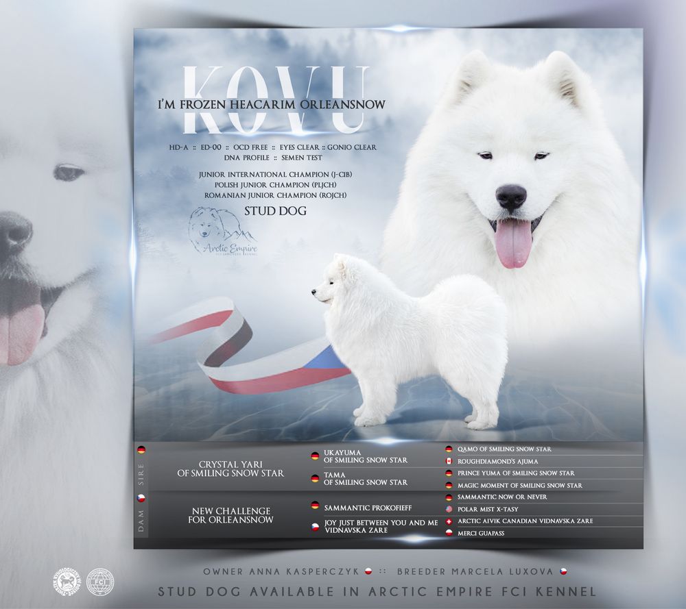 Samoyed OSTATNIA SUCZKA Elitarne Skojarzenie Samojed FCI Wyprawka