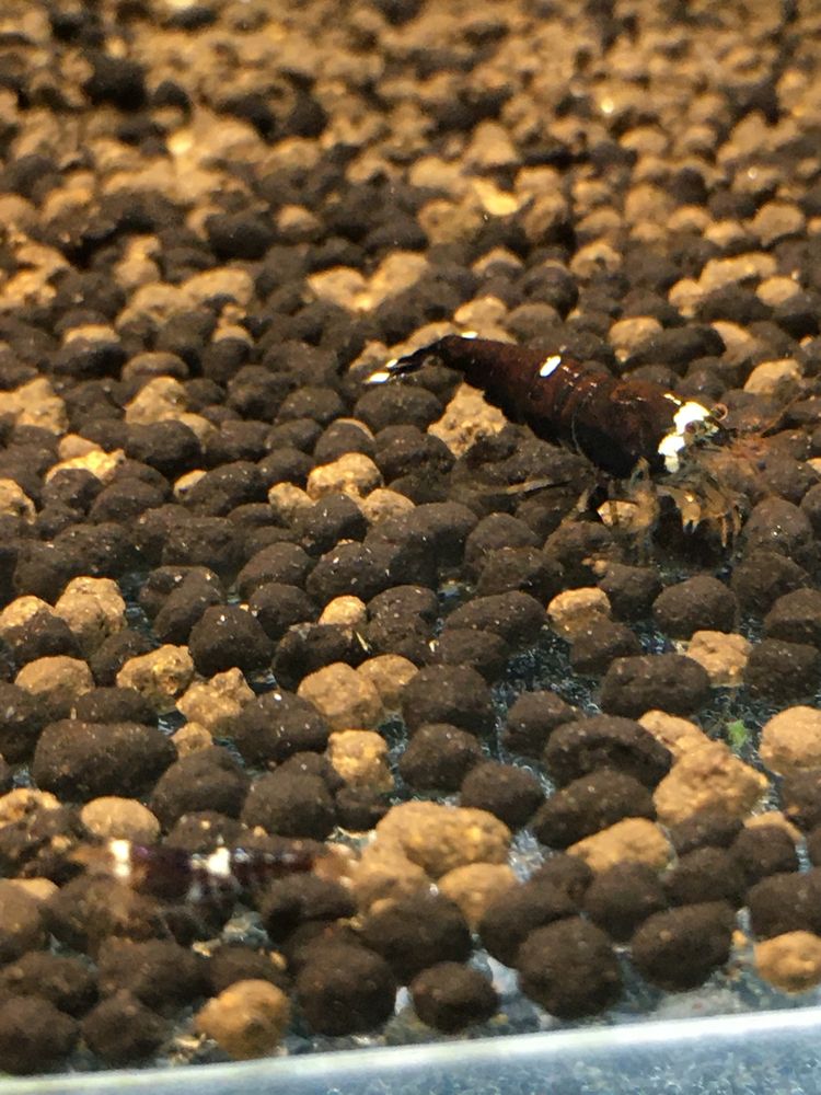 Krewetki caridina super crystal black