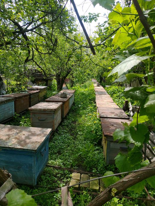 Вулики та бджолині сім'ї, рамки бідони віск мерва.