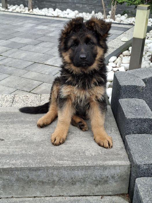 Owczarek Niemiecki Długowłosy Fci ,piesek