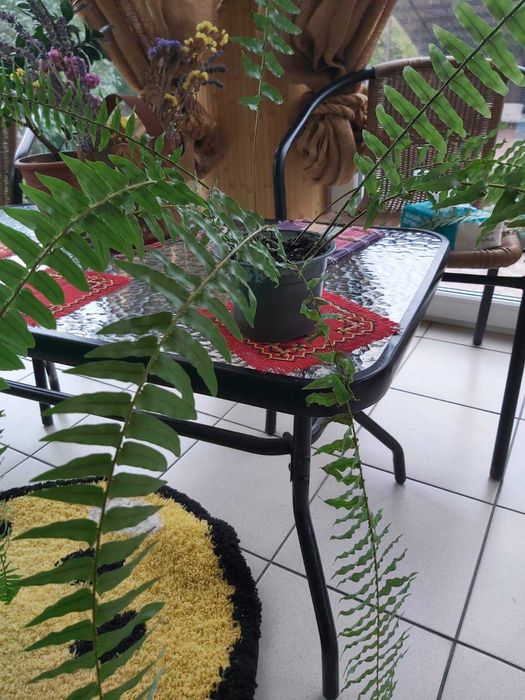 Продам молоді паростки папороті