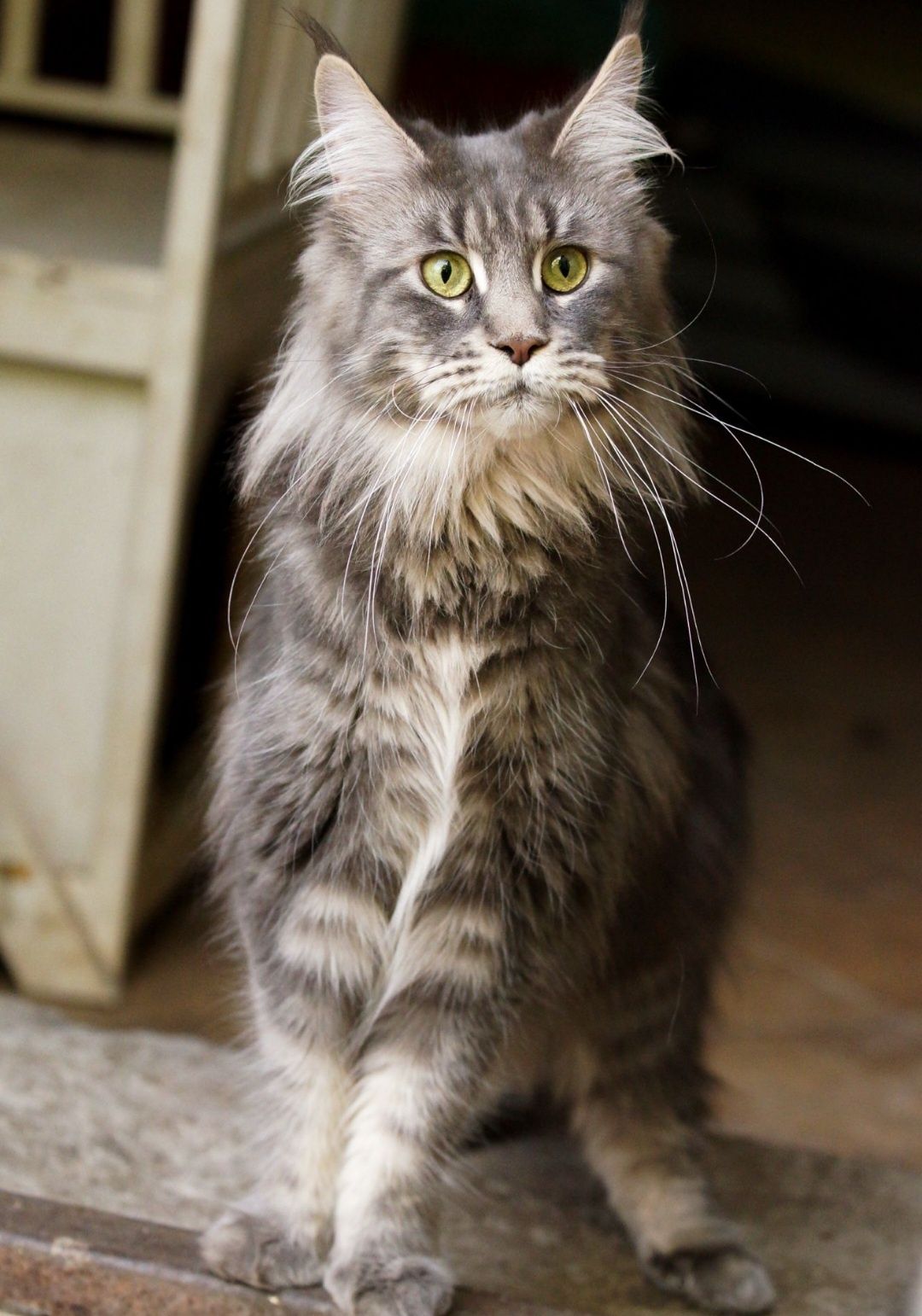 IIianna piękna kotka Maine Coon