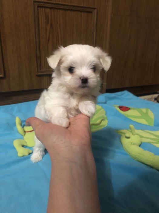 Мальтезе цуценята