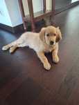 Golden Retriever szczeniak z rodowodem