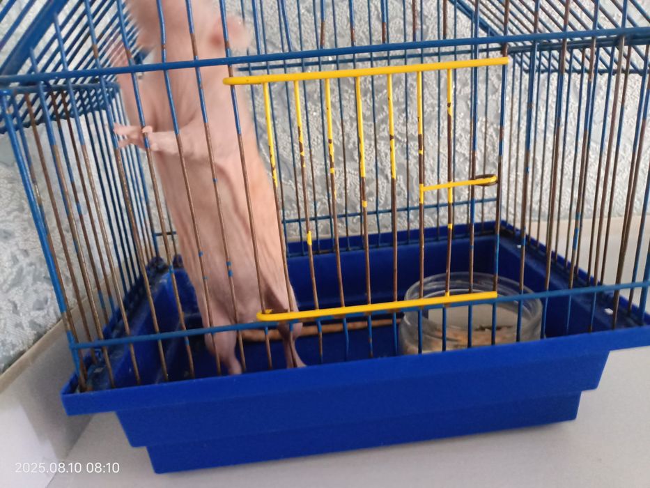 Сфінкс криска з кліткою