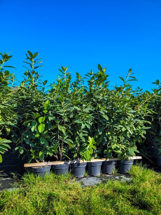 Jesienna promocja! Laurowiśnia Novita 100-120 cm! Darmowa dostawa!