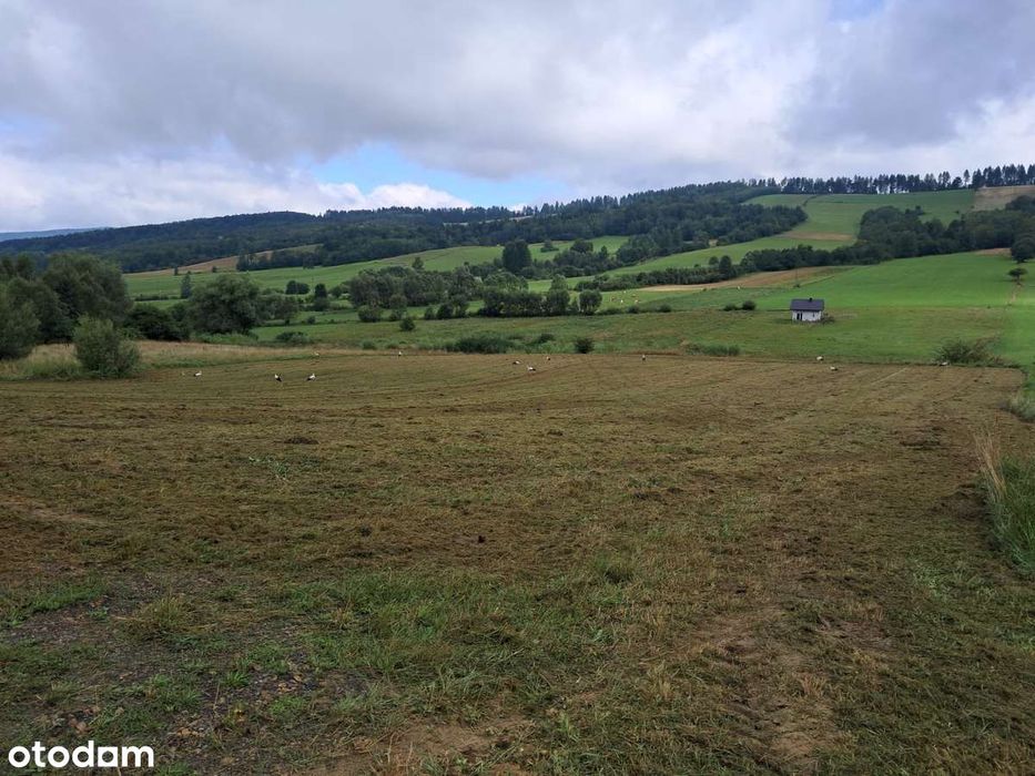 Działka budowlana 1558 m² z dostępem do mediów z wydanym WZ