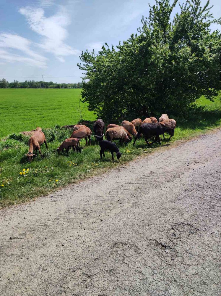 Вівці камерунські