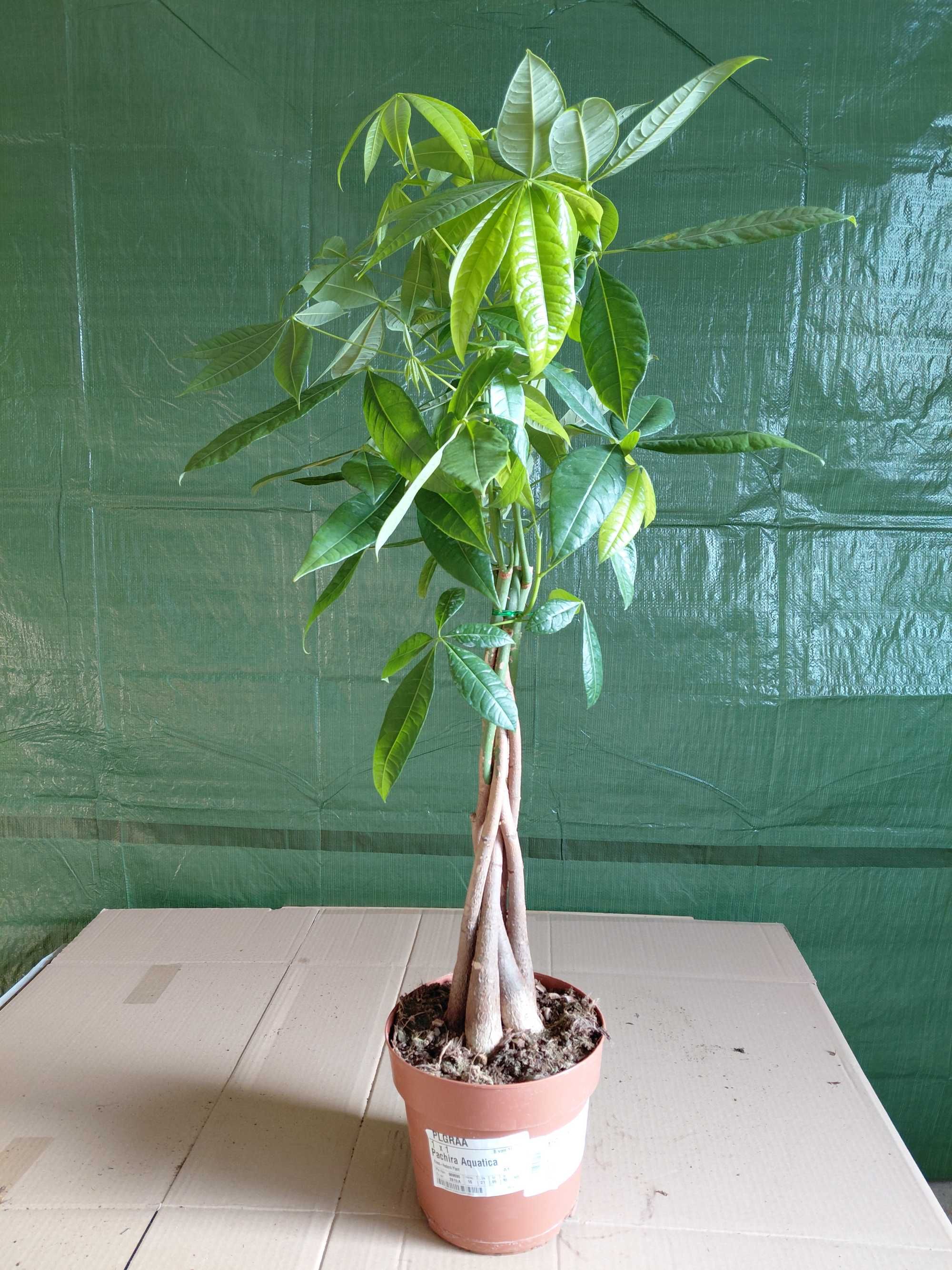 Pachira aquatica (Pachira wodna) 95cm WYSYŁKA