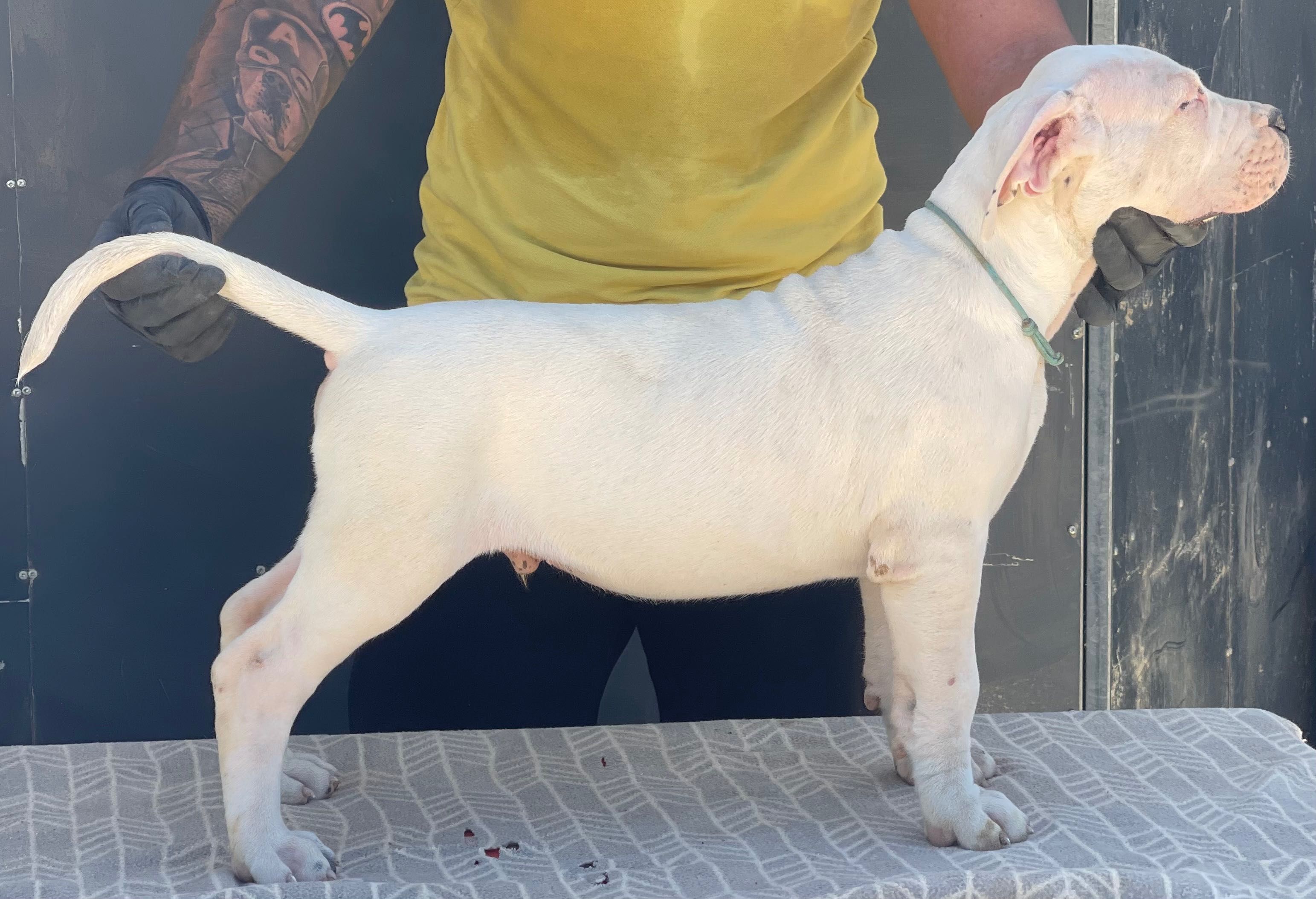 Dogo Argentino Cachorro