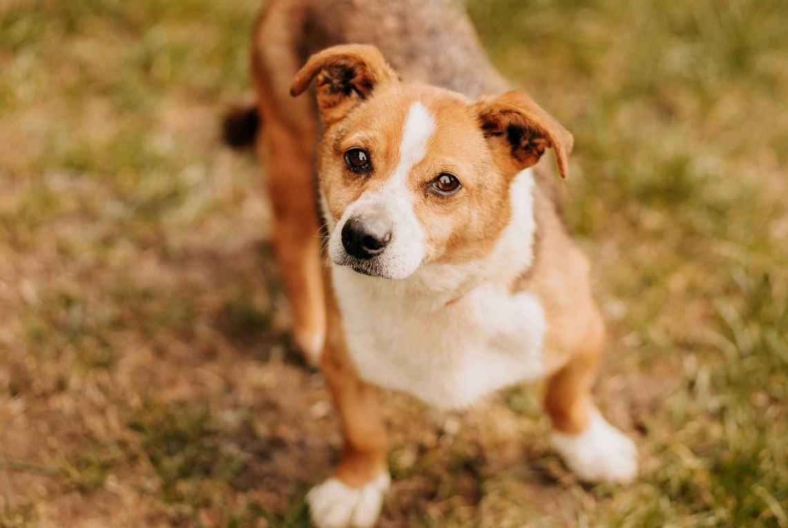 A kuku! Spójrz na mnie, adoptuj mnie, pokochaj mnie...