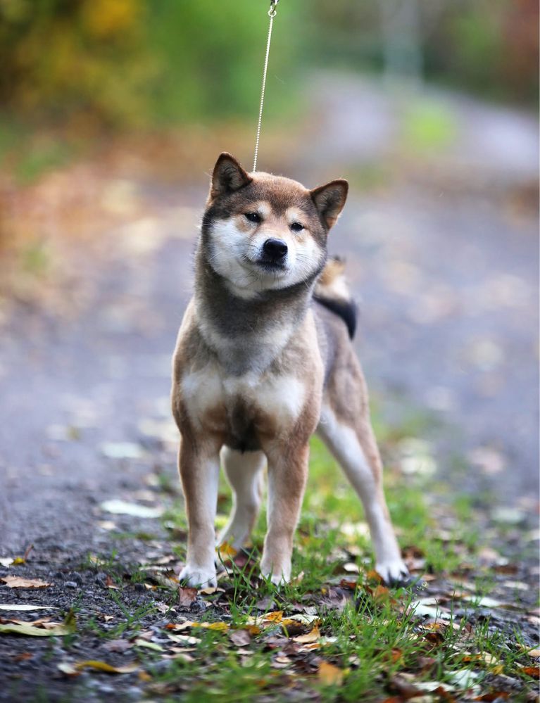 Shiba Inu FCI – urocze pieski z domowej hodowli ZKwP