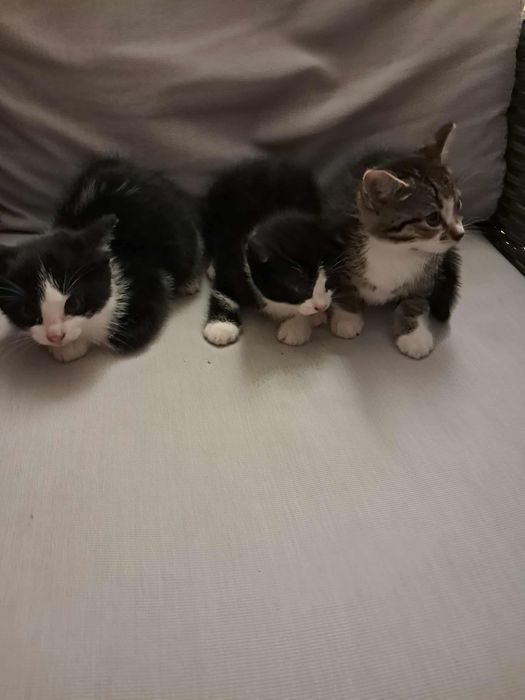 Oddam kotki w dobre ręce