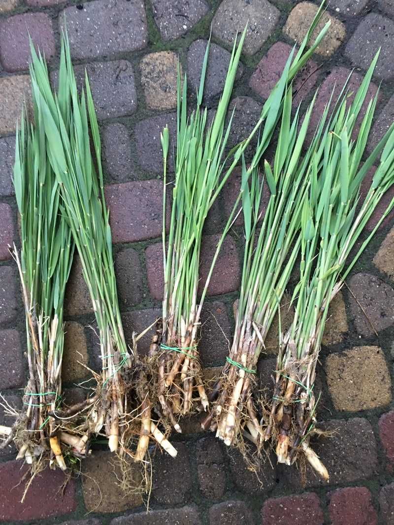 TRZCINA POSPOLITA sadzonka (Phragmites Australis)