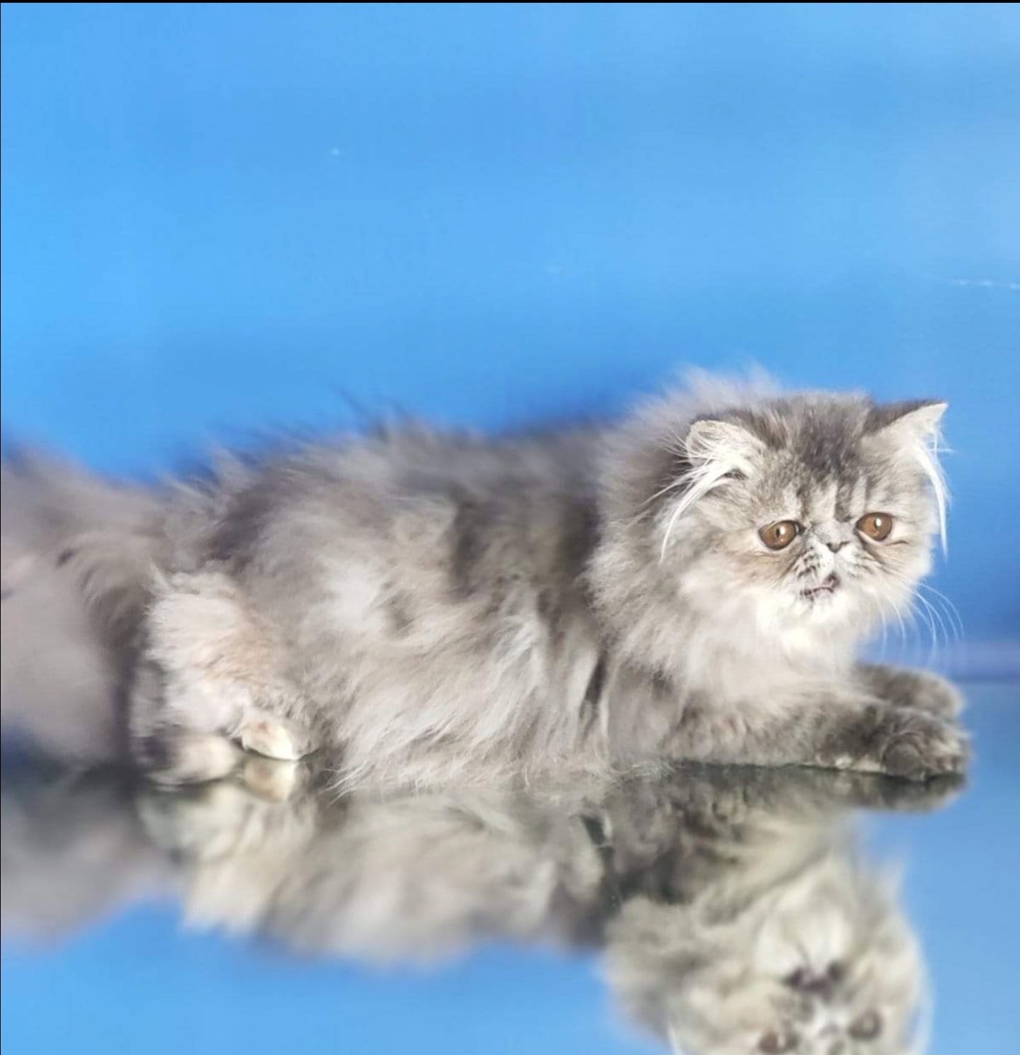 Персидське кошеня красень в улюбленці
