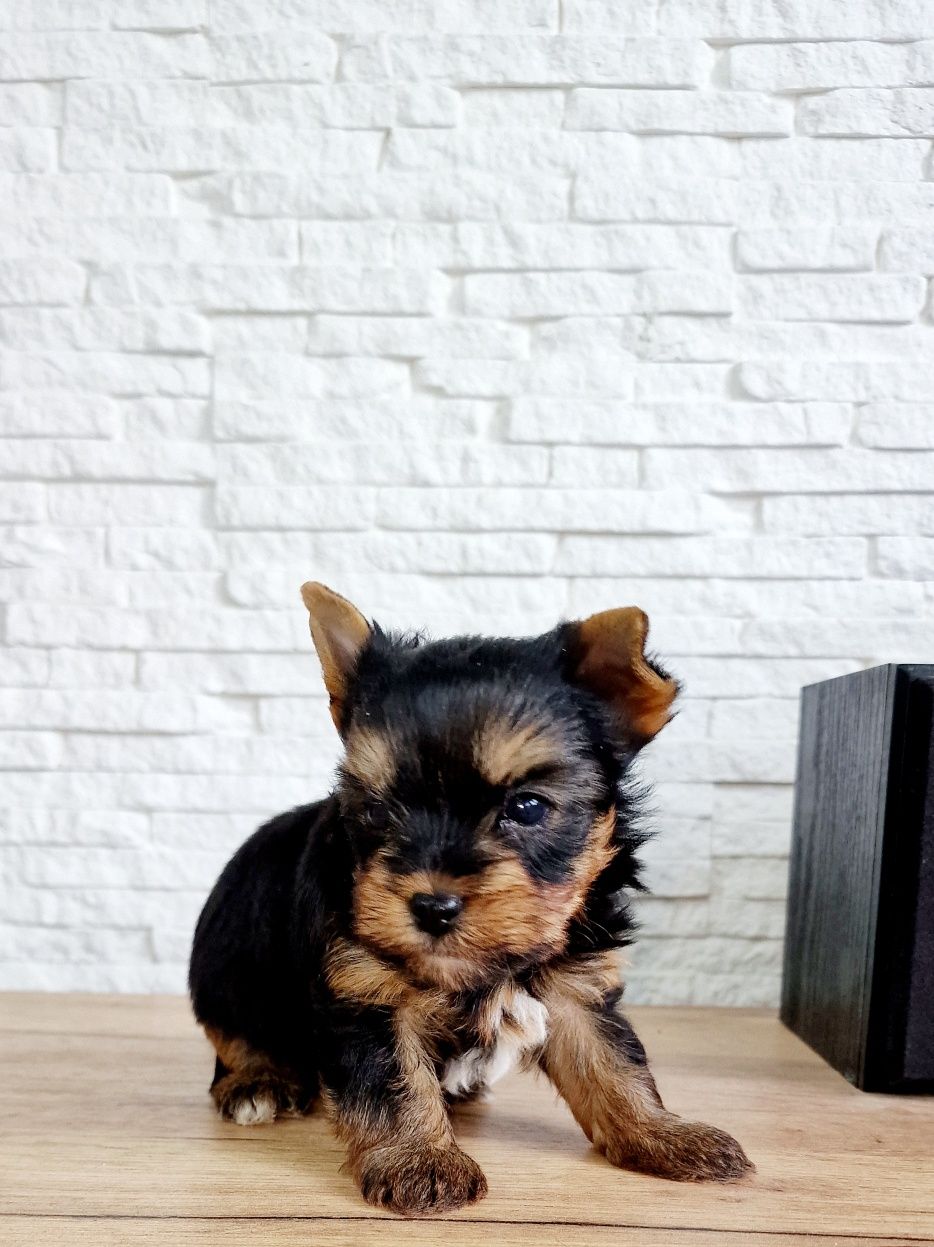 Yorkshire Terrier piesek mini