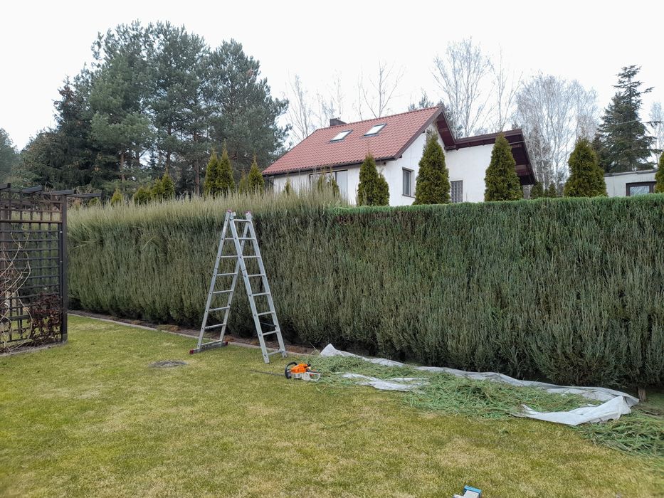 Cięcie drzew z podnośnika, żywopłotu, tui, wywóz gałęzi ,wertykulacja