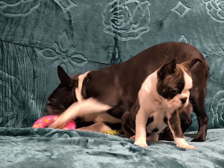 Boston Terrier śliczna suczka ZKwP/FCI